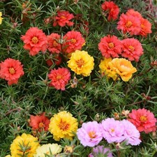 Rosa Muschiata Portulaca Grandiflora  Mix Multicolor 100 Semi Alta Germinabilita