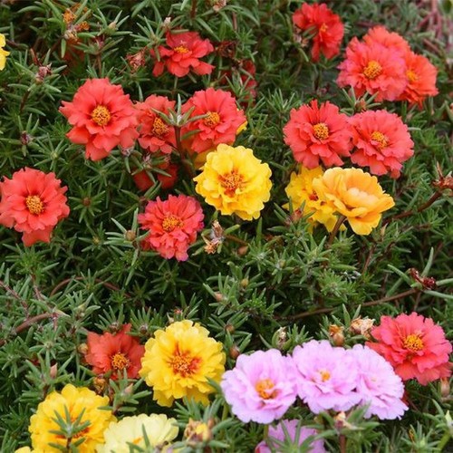Rosa muschiata portulaca - rosa,