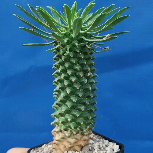 Euphorbia sotetsu kirin