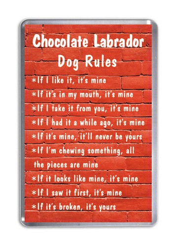 Chocolate labrador dog - labrador,