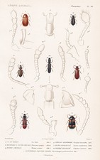 Scarabeo cis boleti - scarabeo,