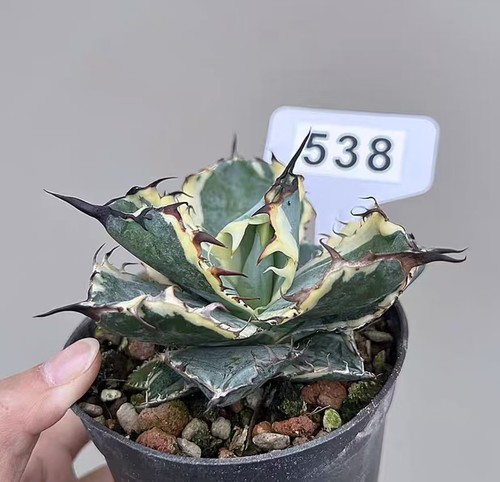 Vaso agave titanota - vaso, cm