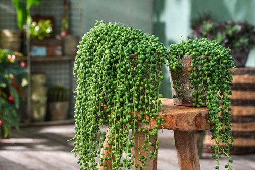Senecio rowleyanus pianta - -,