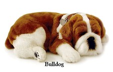 BULLDOG - Il cucciolo che