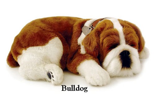 Bulldog cucciolo che - il,