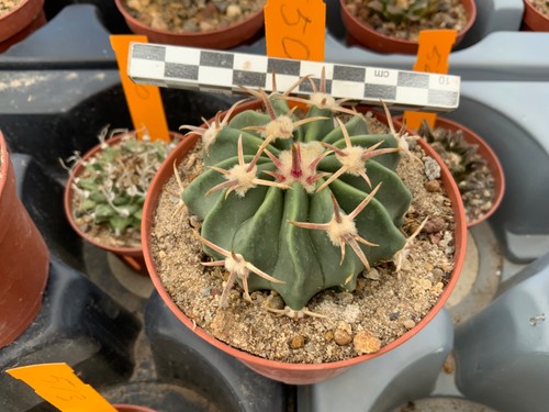 550 selected echinocactus - selected,