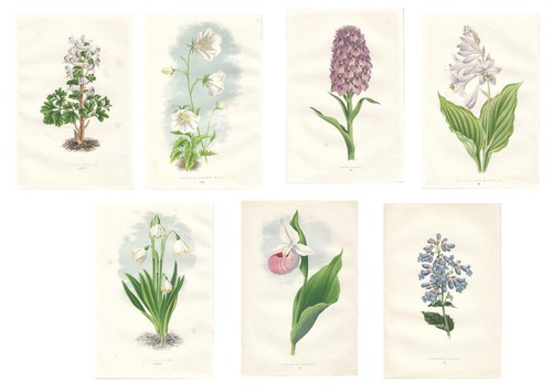 Stampe antiche fiori - stampe,