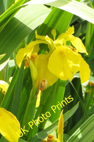 Photo 6x4 yellow flag the - photo,
