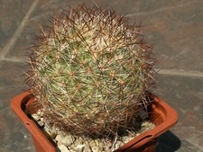 Pediocactus simpsonii SN 1122
