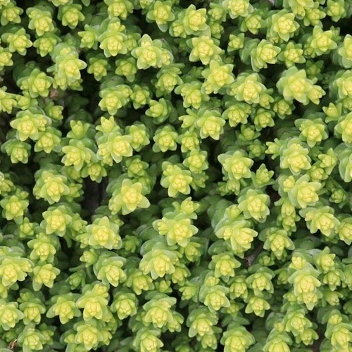 Sedum acre pianta tappezzante