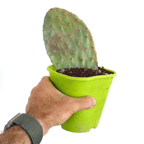 Opuntia titania - (unrooted),
