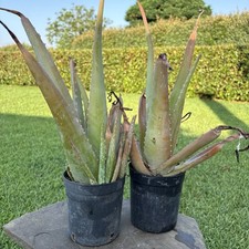 Pianta di Aloe  vera (varietà