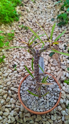 Europhorbia nova succulente - europhorbia,