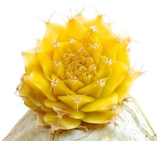 Obregonia denegrii SEMI VARIEGATI - Cactus Carciofo (Variegato)