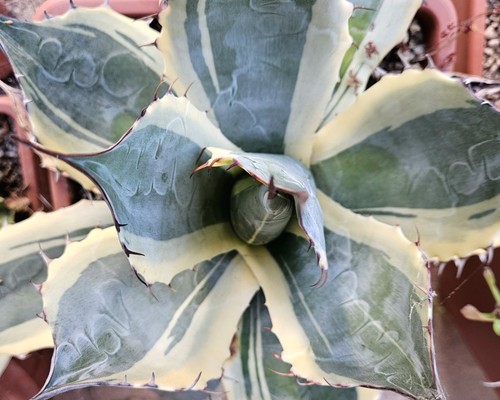 Agave parrasana - agave,