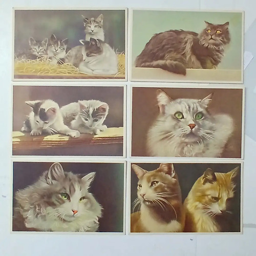 Gatti cats lotto - gatti, 6