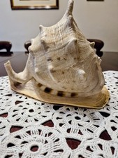 Grande conchiglia Cassis