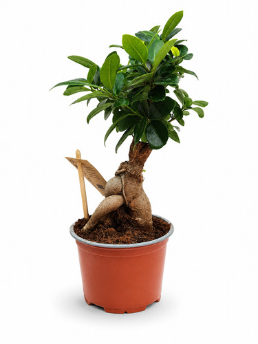 Ficus microcarpa ginseng h30 - microcarpa,