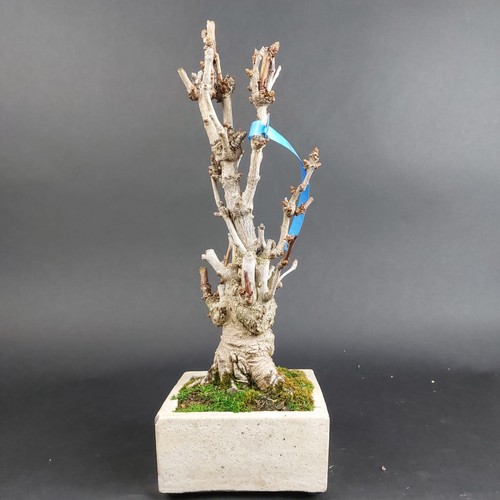 Bonsai ginkgo biloba - bonsai,