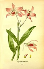 Stampa riproduzione floreale