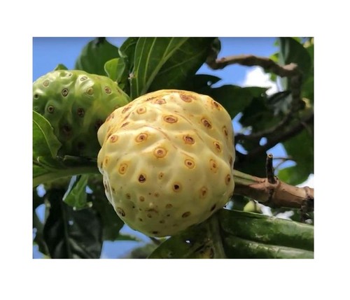 Morinda citrifolia noni - 5x,
