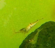 Lotto Caridine Zebra Sulawesi