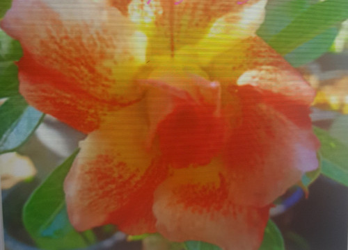 Adenium obesum rosa del - obesum,