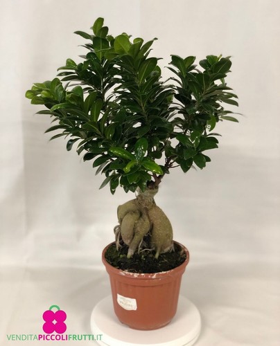 Pianta ficus ginseng - pianta,