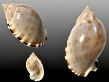 Cassidae, Casmaria erinaceus