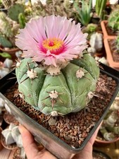 Echinocactus horizonthalonius - echinocactus,