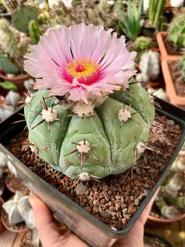 Echinocactus horizonthalonius - echinocactus,