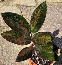 Zamioculcas Zamiifolia Black Raven Pink Variegata pianta consolidata GZ7