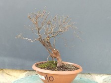 Bonsai Olmo Campestre In Vaso