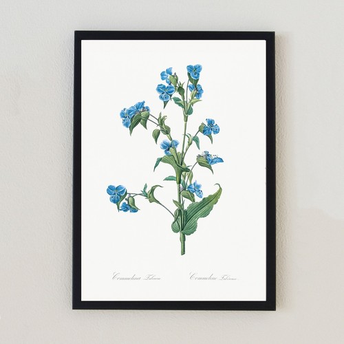 Illustrazione botanica vintage
