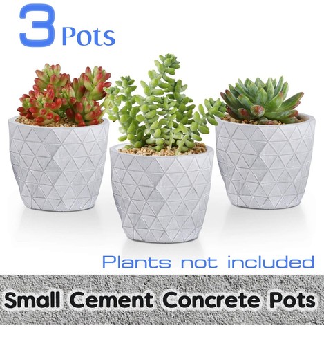 Fioriera succulenta - 3,