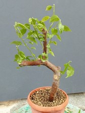BONSAI DI BOUGANVILLEA 48x23cm