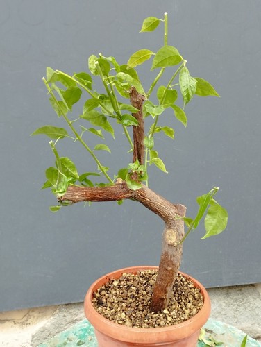 Bonsai bouganvillea 48x23cm - bouganvillea,
