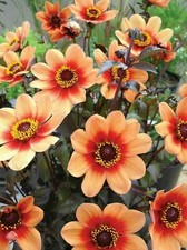 NJ 1355MZ Dahlia Hollywood