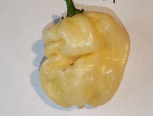Semi peperoncino - 20, di