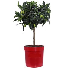 Mandarino Cinese (Kumquat) - 1