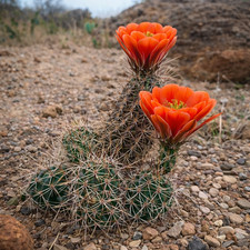Echinocereus coccineus var