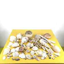 lotto di conchiglie, coralli e pesce palla