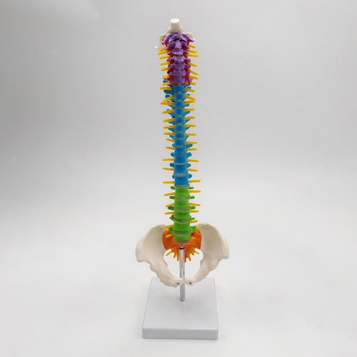 Modello colonna vertebrale - colonna,