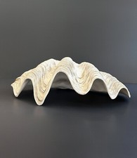 Conchiglia Gigante