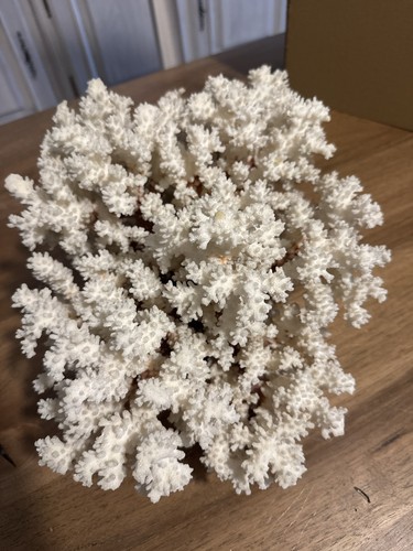 Corallo bianco antico - corallo,