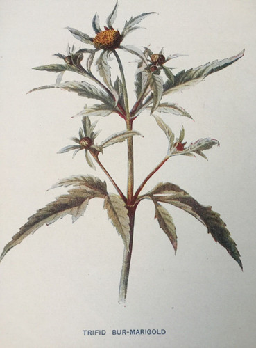 Stampa antica trifida - antica,