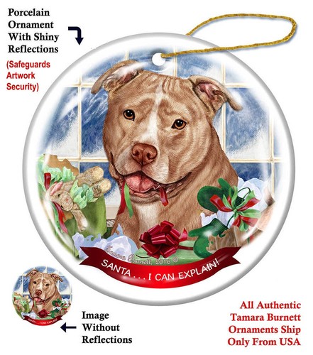 Pit bull terrier babbo - pit,