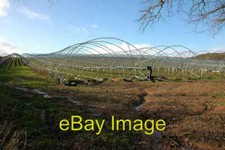 Photo 6x4 Crop tunnels near Hackford Farm Staunton on Wye  c2007
