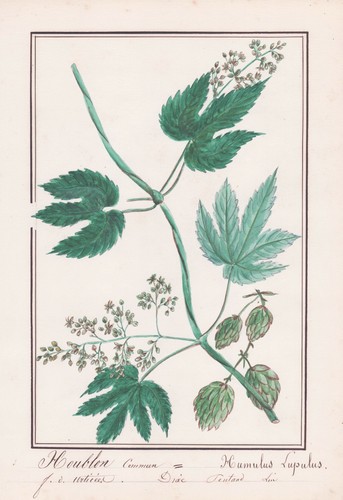 Humulus lupulus luppolo - lupulus,
