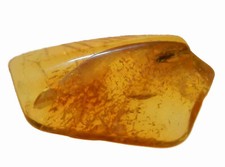 Insetto in Ambra Fossile